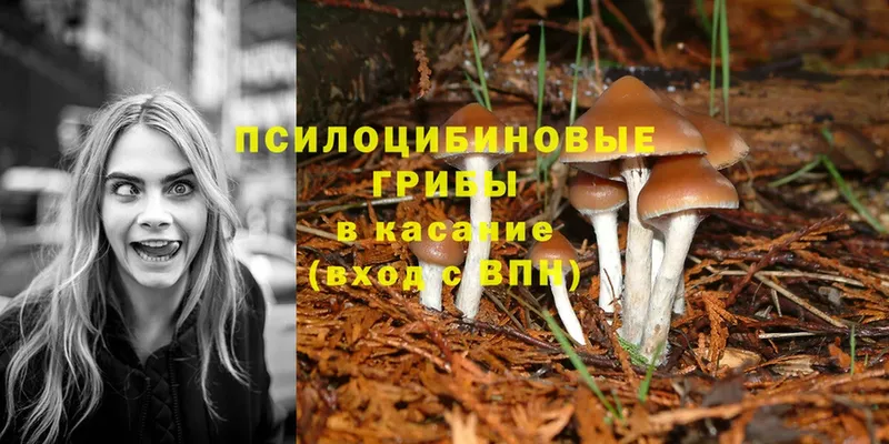 Псилоцибиновые грибы Psilocybe  Гулькевичи 